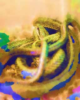 illust, materiale, libero panorama, ritratto dipinto, matita di colore disegna a pastello, disegnando,Japanese ratto serpente, Serpente, , , Rettile
