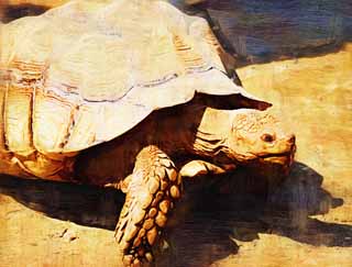 illustration,material,free,landscape,picture,painting,color pencil,crayon,drawing,African Spurred Tortoise, Land tortoises, Tortoise, Giant tortoise, Shell