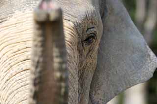 photo,material,free,landscape,picture,stock photo,Creative Commons,Asian elephant, The Elephant, Elephant, , Long nose