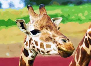 illust, matire, libre, paysage, image, le tableau, crayon de la couleur, colorie, en tirant,Reticulatad girafe, merveillement, Girafe, Kylin, Long cou