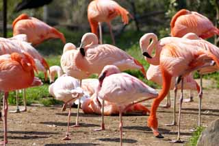 Foto, materiell, befreit, Landschaft, Bild, hat Foto auf Lager,Ein Flamingo, Flamingo, Ein Bein, Salzen Sie See, Purpurrot