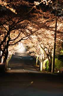 photo,material,free,landscape,picture,stock photo,Creative Commons,A going to see cherry blossoms at night tunnel, cherry tree, , , roadside tree