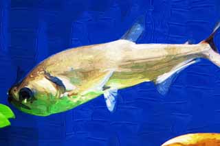 illust, materiale, libero panorama, ritratto dipinto, matita di colore disegna a pastello, disegnando,Un pesce in Amazzone, La zona tropicale, La giungla, pesce di acqua dolce, Pesce tropicale