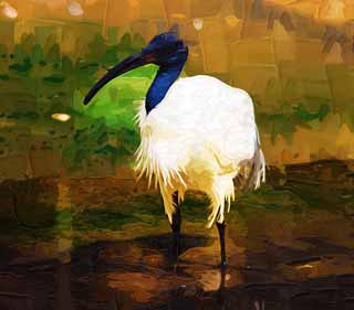 illust, materiale, libero panorama, ritratto dipinto, matita di colore disegna a pastello, disegnando,Un giapponese nero mun di cresta ibis, uccello selvatico, riva, uccello migratorio, conto