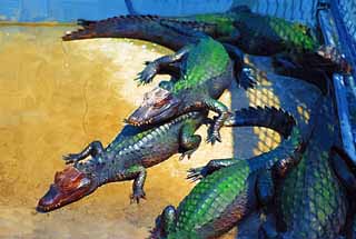 illust, materiale, libero panorama, ritratto dipinto, matita di colore disegna a pastello, disegnando,Un caiman brasiliano , coccodrillo, , , Rettili
