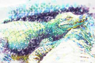 illustration,material,free,landscape,picture,painting,color pencil,crayon,drawing,A nap crocodile, crocodile, , , Reptiles