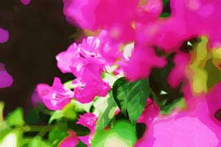 illustration,material,free,landscape,picture,painting,color pencil,crayon,drawing,A bougainvillaea, bougainvillaea, The tropical zone, Tropical, I am gorgeous