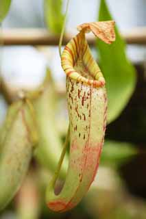 , , , , ,  .,pitcher , insectivore, , houseplant,  