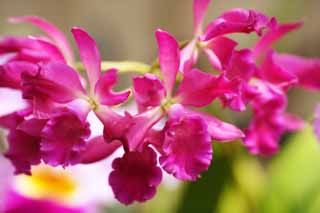 photo, la matire, libre, amnage, dcrivez, photo de la rserve,Une orchide rouge, orchide, , Une orchide, Jardiner