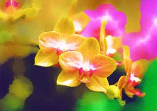 illust, matire, libre, paysage, image, le tableau, crayon de la couleur, colorie, en tirant,Une orchide jaune, orchide, , Une orchide, Jardiner