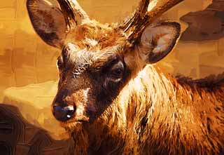 illust, materiale, libero panorama, ritratto dipinto, matita di colore disegna a pastello, disegnando,Cervo di Yezo, Cervo giapponese, cervo, , 
