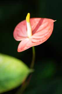 photo,material,free,landscape,picture,stock photo,Creative Commons,An anthurium, The tropical zone, Taro, An anthurium, Spathe