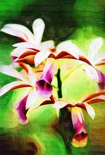 illust, materiale, libero panorama, ritratto dipinto, matita di colore disegna a pastello, disegnando,Rosso ed un'orchidea di progenitore bianca, orchidea, , Un'orchidea, Facendo del giardinaggio