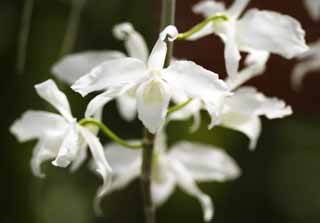 fotografia, materiale, libero il panorama, dipinga, fotografia di scorta,Un'orchidea di progenitore bianca, orchidea, , Un'orchidea, Facendo del giardinaggio