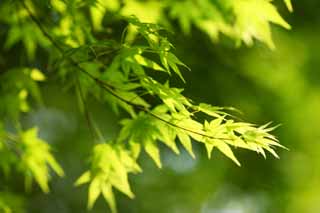 photo,material,free,landscape,picture,stock photo,Creative Commons,The young leave of the maple, The fresh green, Green, young leave, Colored leaves