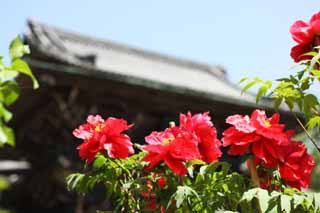 Foto, materieel, vrij, landschap, schilderstuk, bevoorraden foto,De pioen van Hase-dera Tempel, Pioen, Knop, , Mitera van de bloem