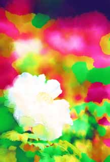 Illust, materieel, vrij, landschap, schilderstuk, schilderstuk, kleuren potlood, crayon, werkje,De pioen van Hase-dera Tempel, Pioen, Knop, , Mitera van de bloem