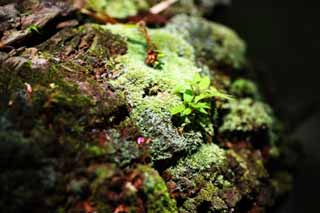 photo,material,free,landscape,picture,stock photo,Creative Commons,The young life of the stump, Moss, bud, stump, leaf