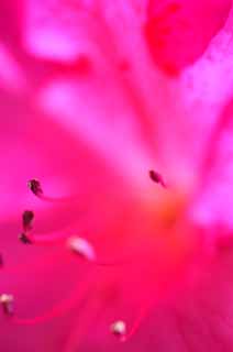 photo,material,free,landscape,picture,stock photo,Creative Commons,Pink brightness, An azalea, fantasy, color, 