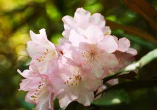 , , , , ,  .,rhododendron, , azalea,  gorgeous, Masami