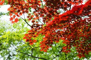 photo,material,free,landscape,picture,stock photo,Creative Commons,The red colored leaves of the early summer, maple, Red, In spring, I turn red and yellow