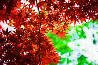 illustration,material,free,landscape,picture,painting,color pencil,crayon,drawing,The red colored leaves of the early summer, maple, Red, In spring, I turn red and yellow