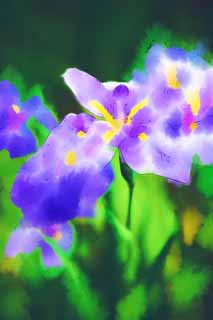 illustration,material,free,landscape,picture,painting,color pencil,crayon,drawing,An iris, flower plays, blue flag, An iris, Oh, stop