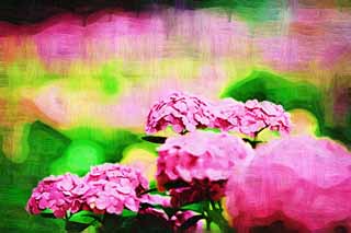 illust, matire, libre, paysage, image, le tableau, crayon de la couleur, colorie, en tirant,Dites l'hortensia de l'Embarde, hortensia, , , La saison pluvieuse
