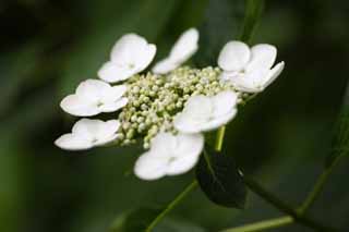 photo, la matire, libre, amnage, dcrivez, photo de la rserve,Macrophylla de l'hortensia, hortensia, , , La saison pluvieuse