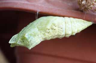 photo,material,free,landscape,picture,stock photo,Creative Commons,The pupa of the common yellow swallowtail, butterfly, , pupa, 