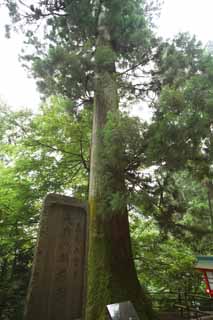 Foto, materieel, vrij, landschap, schilderstuk, bevoorraden foto,De stoel ceder van de lang-gesnuffelde kabouter van Mt. Takao, Lang-gesnuffelde kabouter, Mt. Takao heilige boom, Wandelend, Woud