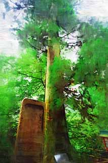illust, materiale, libero panorama, ritratto dipinto, matita di colore disegna a pastello, disegnando,Il cedro di sedia dello spiritello lungo-annusato di Mt. Takao, spiritello lungo-annusato, Mt. Takao albero sacro, Andando in gita, foresta