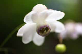 fotografia, material, livra, ajardine, imagine, proveja fotografia,Um macrophylla de Anemonopsis, ptala, flor branca, flor do vero, Eu estou bonito