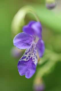 photo,material,free,landscape,picture,stock photo,Creative Commons,Caryopteris divaricata, petal, Bluish violet, An autumn flower, I am pretty