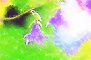 Illust, materieel, vrij, landschap, schilderstuk, schilderstuk, kleuren potlood, crayon, werkje,Adenophora remotiflora, Kroonblad, Klokje, Bloem van de zomer, Ik ben knap