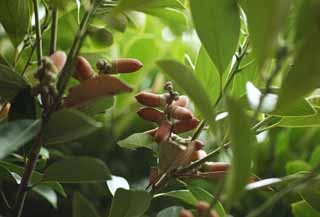 photo,material,free,landscape,picture,stock photo,Creative Commons,Lithocarpus edulis, An acorn, , , nut