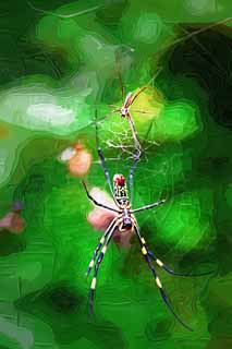 illust, materiale, libero panorama, ritratto dipinto, matita di colore disegna a pastello, disegnando,Un paio del ragno di seta, ragno, , , ragnatela
