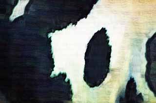 Illust, materieel, vrij, landschap, schilderstuk, schilderstuk, kleuren potlood, crayon, werkje,Een Holstein ontwerp, Holstein, Het ontwerp van de koe, Koe, 