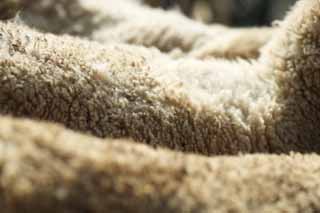 photo,material,free,landscape,picture,stock photo,Creative Commons,Natural wool, sheep, , , Wool