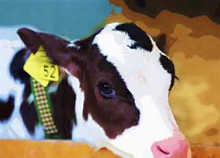 illust, matire, libre, paysage, image, le tableau, crayon de la couleur, colorie, en tirant,Les yeux du veau, Holstein, veau, vache, 