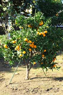 photo,material,free,landscape,picture,stock photo,Creative Commons,A mandarin orange, Fruit, , mandarin orange, kotatsu