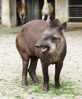 , , , , ,  ., tapir, tapir, , , tusk