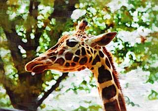 illust, materiale, libero panorama, ritratto dipinto, matita di colore disegna a pastello, disegnando,Giraffa di Reticulatad, giraffa, , pelliccia, disegno di piatto di mezzatinta