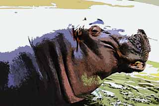 illustration,material,free,landscape,picture,painting,color pencil,crayon,drawing,A hippopotamus, hippopotamus, Hippo, Amiability, grazing animal