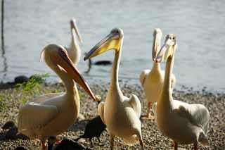 fotografia, material, livra, ajardine, imagine, proveja fotografia,Pelicano branco, , pelicano, conta, bolsa