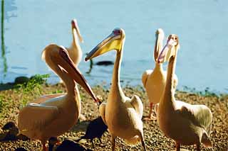 illust, , , , , ,  ,  , ., Pelican, , pelican, , 