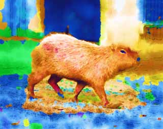 illust, materiale, libero panorama, ritratto dipinto, matita di colore disegna a pastello, disegnando,Porco di fiume, Porco di fiume, topo, , 