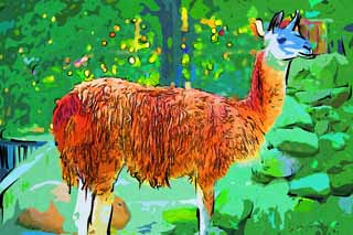 illustration,material,free,landscape,picture,painting,color pencil,crayon,drawing,A lama, , Lightness, , domestic animal