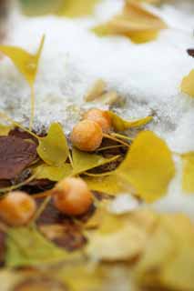 photo,material,free,landscape,picture,stock photo,Creative Commons,It is a ginkgo in snow, ginkgo, , , The snow