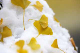 photo,material,free,landscape,picture,stock photo,Creative Commons,It is a ginkgo in snow, Colored leaves, ginkgo, Yellow, The snow